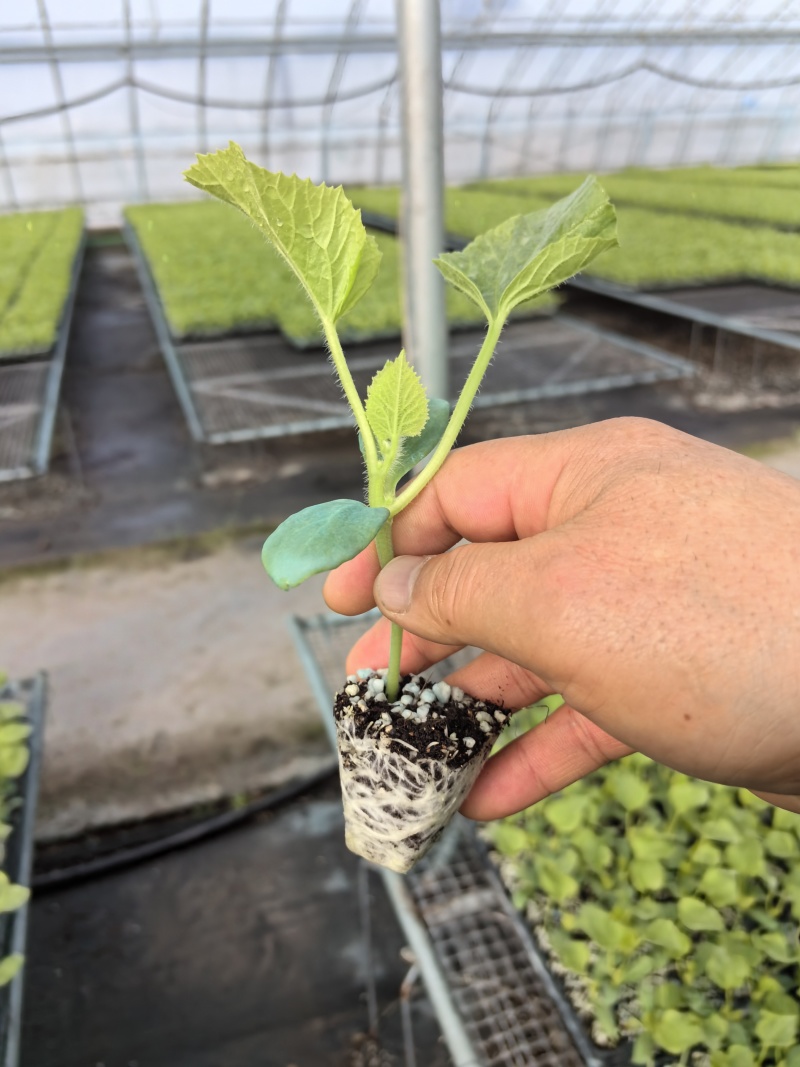 雷翱玉菇甜瓜苗存活率高水果苗子冰淇淋甜瓜苗包邮
