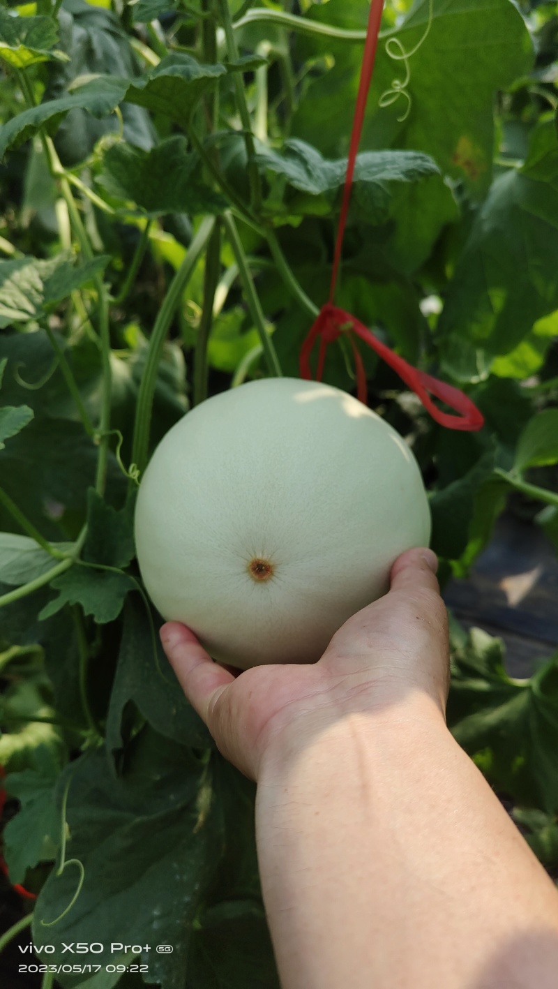 雷翱玉菇甜瓜苗存活率高水果苗子冰淇淋甜瓜苗包邮