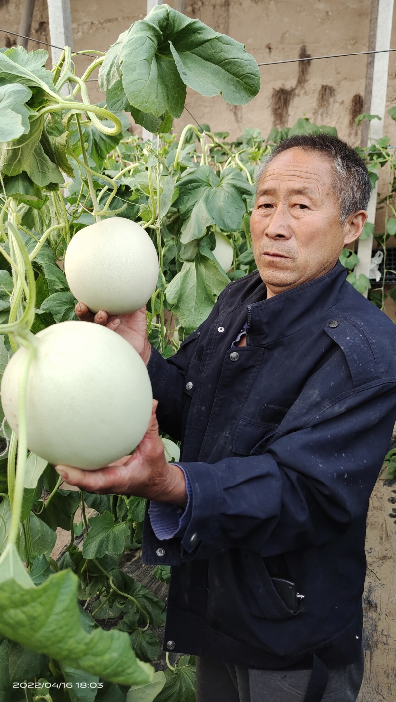 雷翱玉菇甜瓜苗存活率高水果苗子冰淇淋甜瓜苗包邮