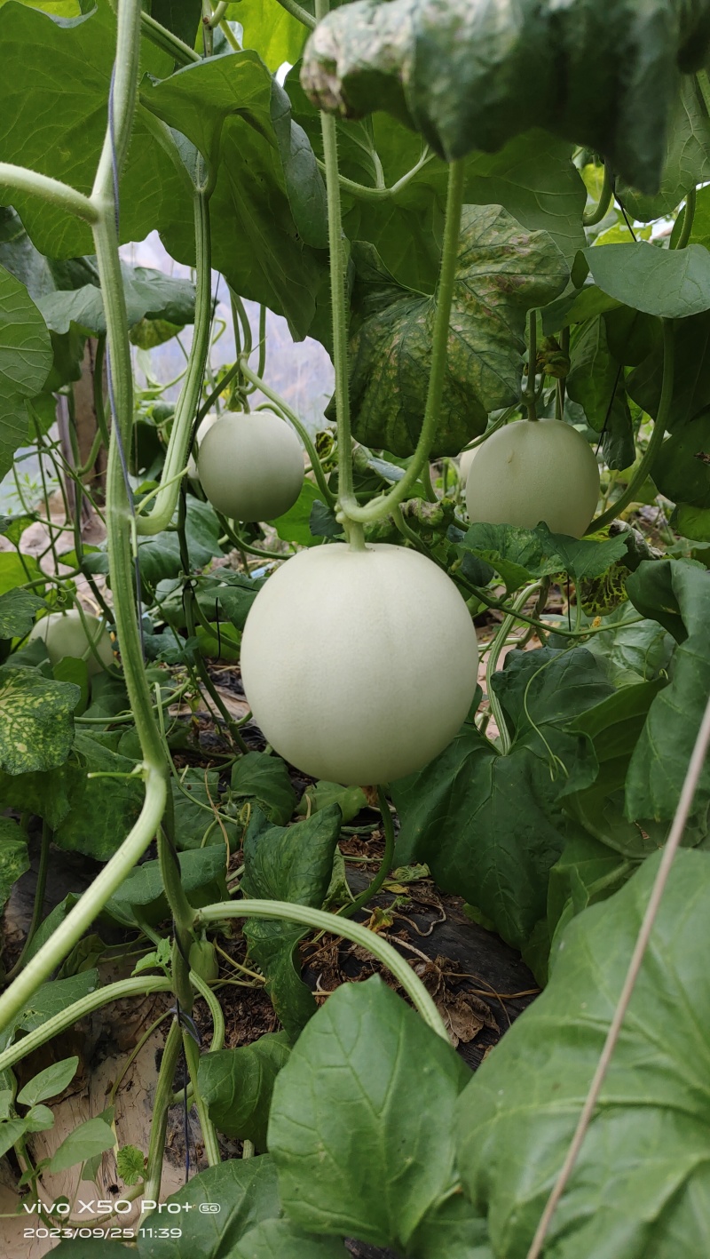 雷翱玉菇甜瓜苗存活率高水果苗子冰淇淋甜瓜苗包邮