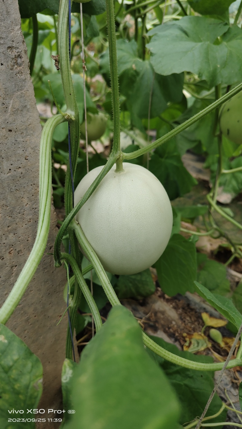雷翱玉菇甜瓜苗存活率高水果苗子冰淇淋甜瓜苗包邮