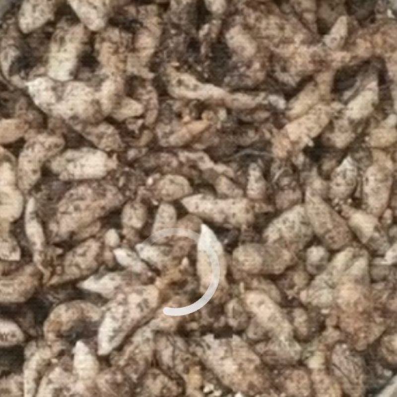 云南小草坝乌天麻种子