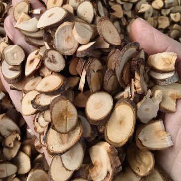 广西桂枝片桂枝木大量批发