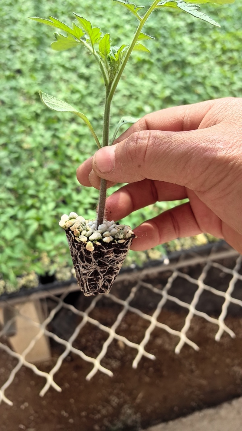 大红37501西红柿苗早熟番茄苗洋柿子苗成活率高