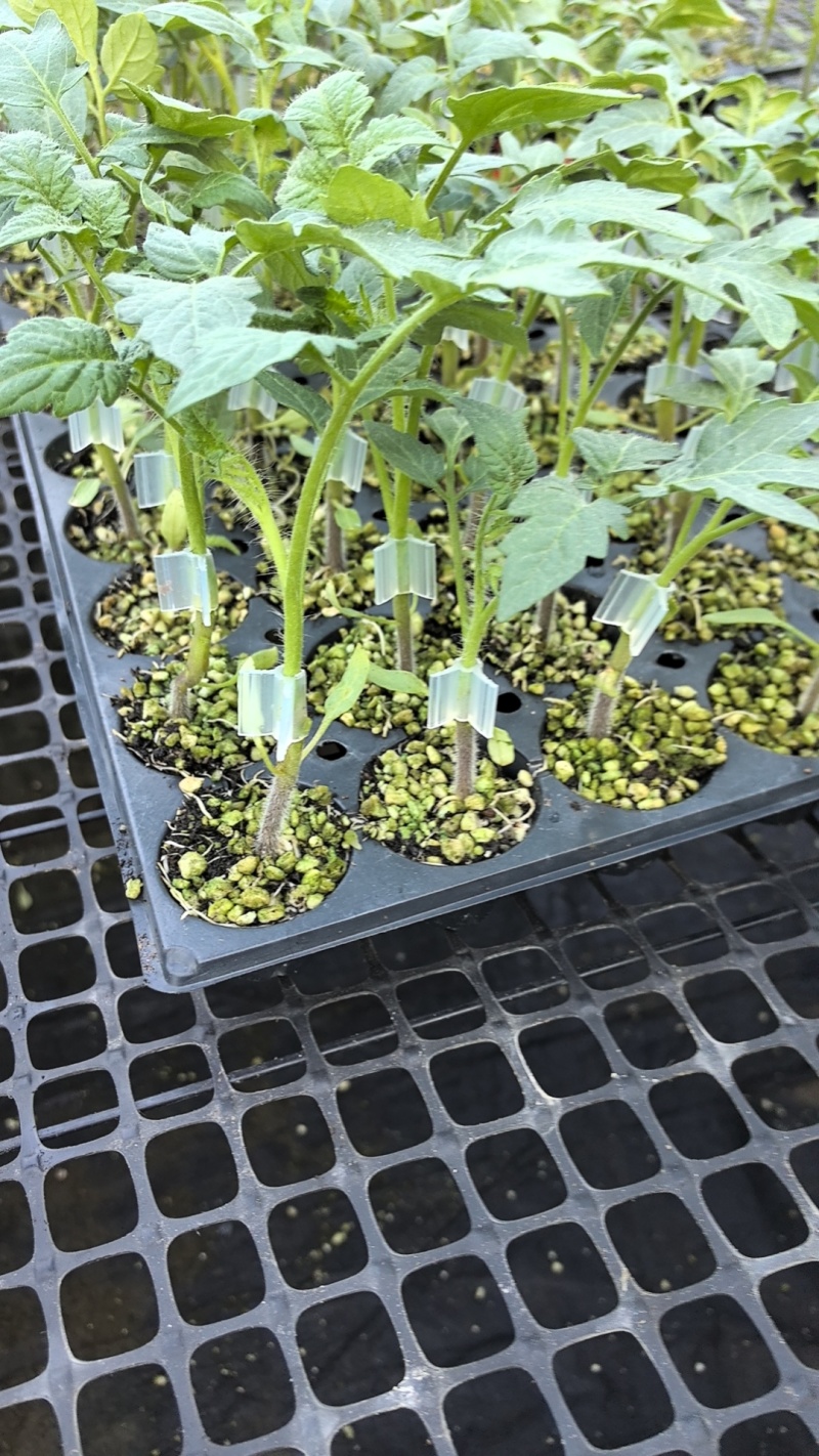 大红37501西红柿苗早熟番茄苗洋柿子苗成活率高