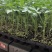 大粉宝禄富贵番茄苗西红柿苗山东苗场直发量大优惠