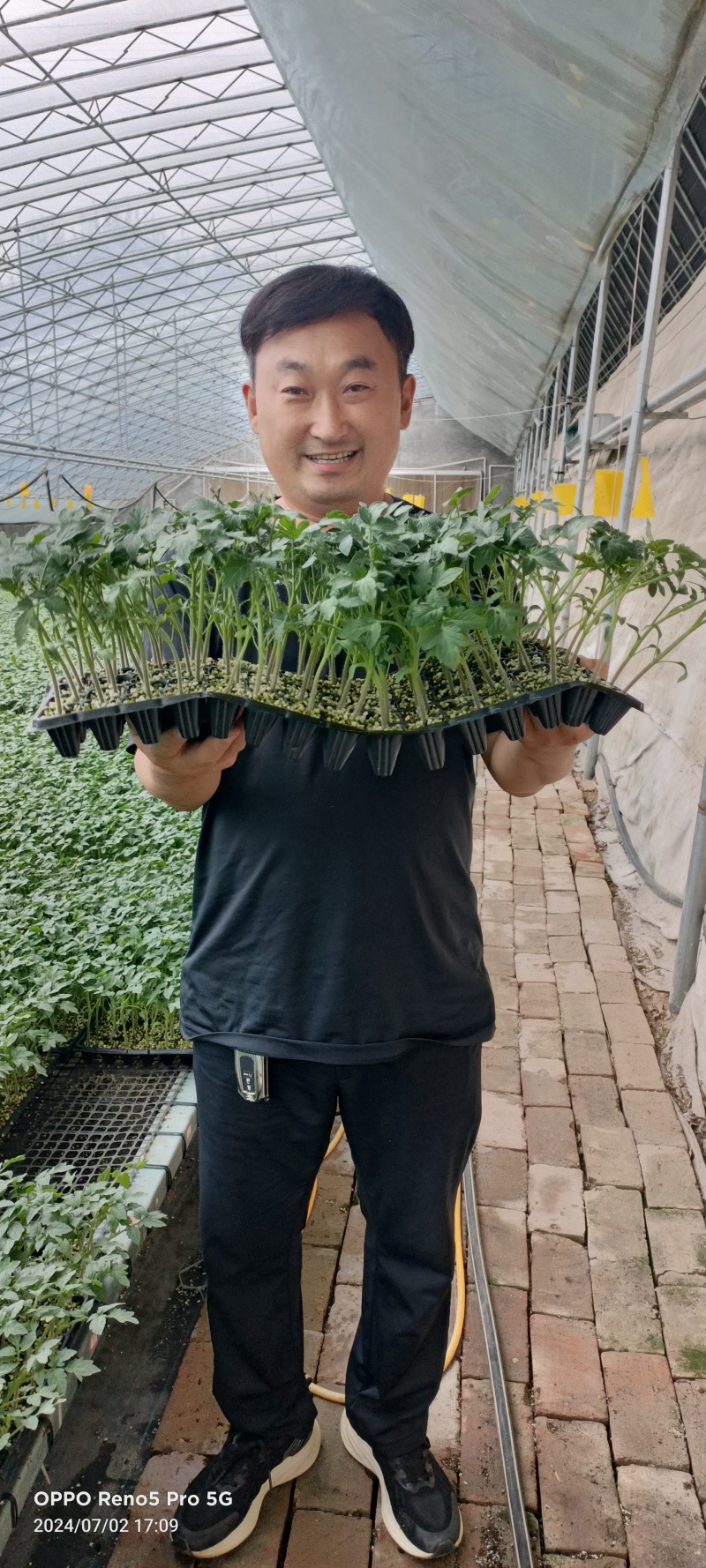 大粉宝禄富贵番茄苗西红柿苗山东苗场直发量大优惠