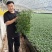 大粉宝禄富贵番茄苗西红柿苗山东苗场直发量大优惠
