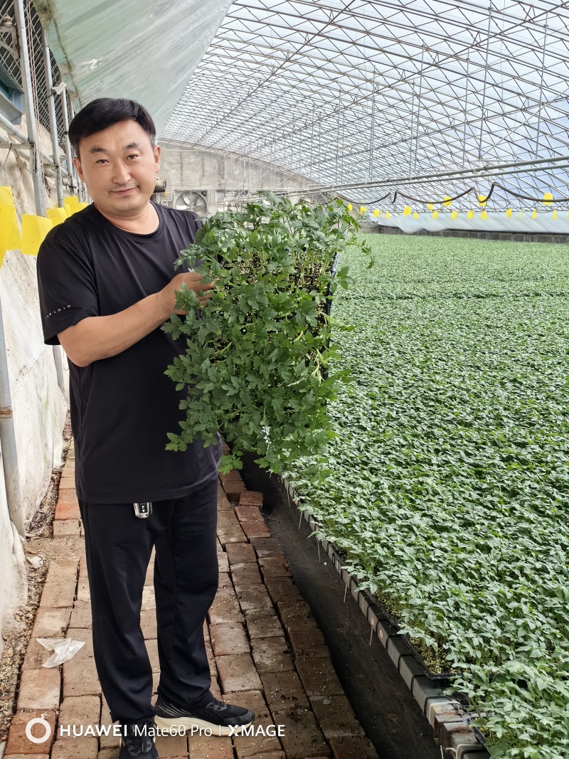 大粉宝禄富贵番茄苗西红柿苗山东苗场直发量大优惠