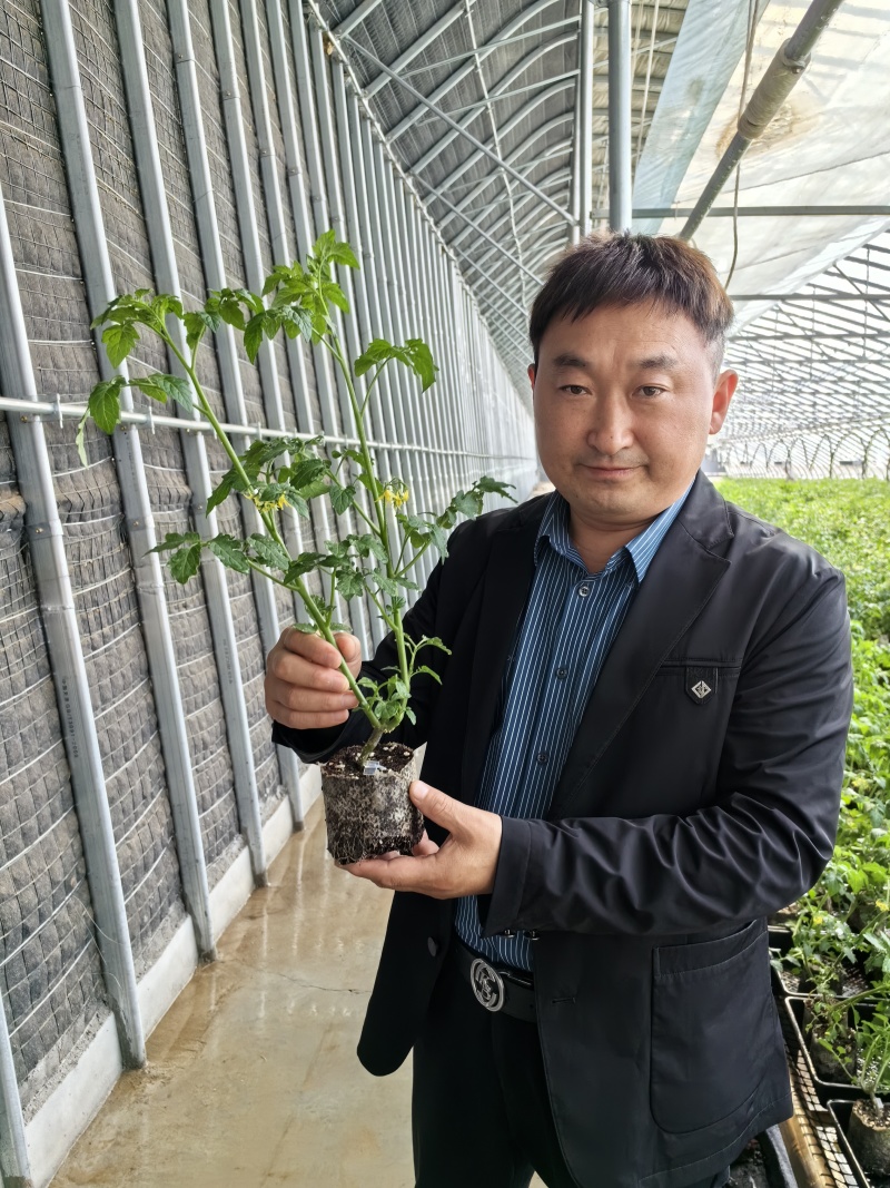 大粉宝禄富贵番茄苗西红柿苗山东苗场直发量大优惠
