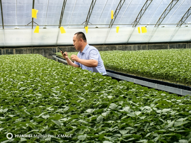 大粉宝禄富贵番茄苗西红柿苗山东苗场直发量大优惠