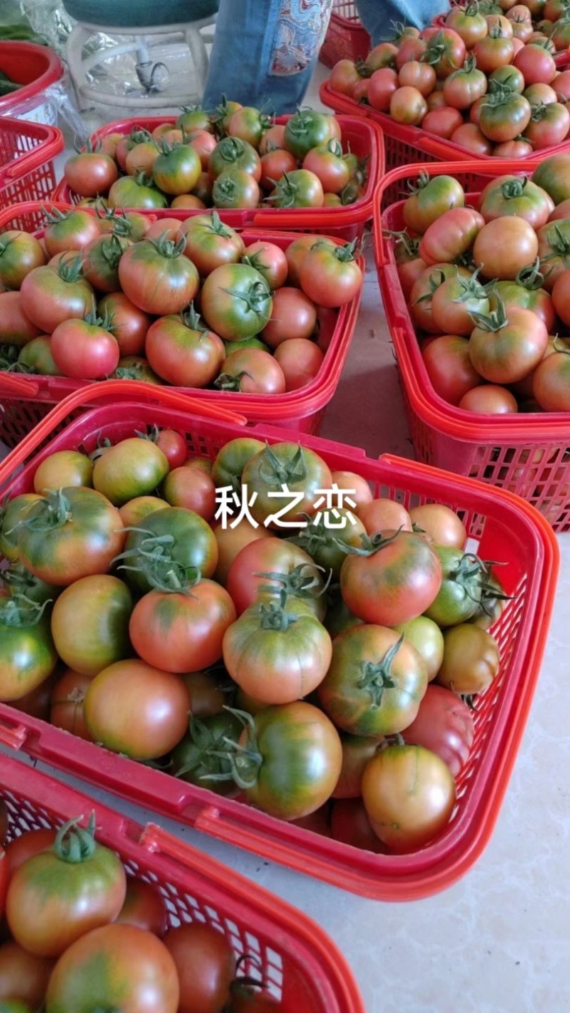 包邮！草莓番茄——秋之恋。耐裂起沙口感，抗TY病毒
