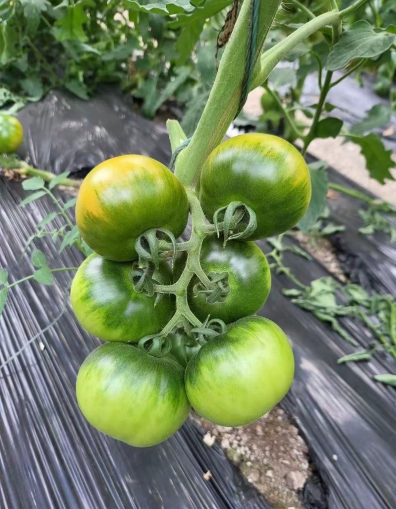 包邮！草莓番茄——秋之恋。耐裂起沙口感，抗TY病毒