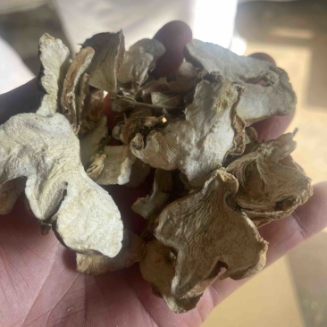 白术生切片