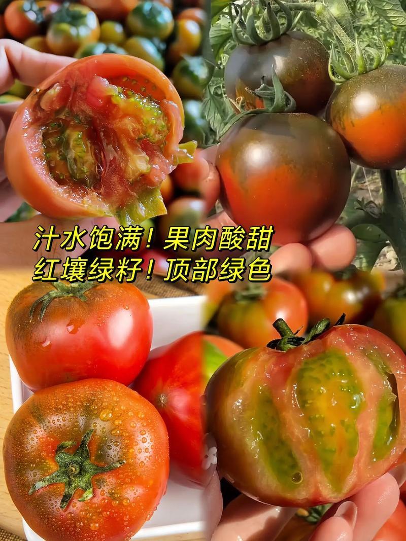 《草莓柿子》草莓西红柿铁皮西红柿基地直供全国代发