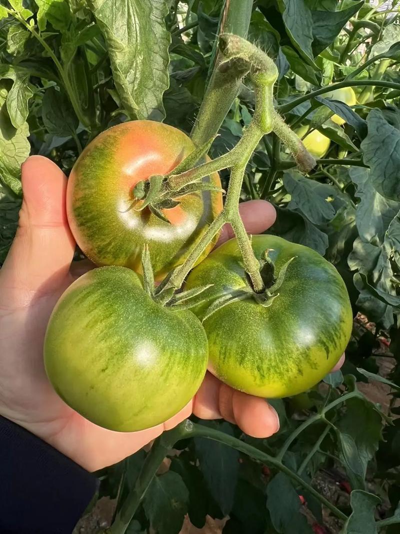 《草莓柿子》草莓西红柿铁皮西红柿基地直供全国代发