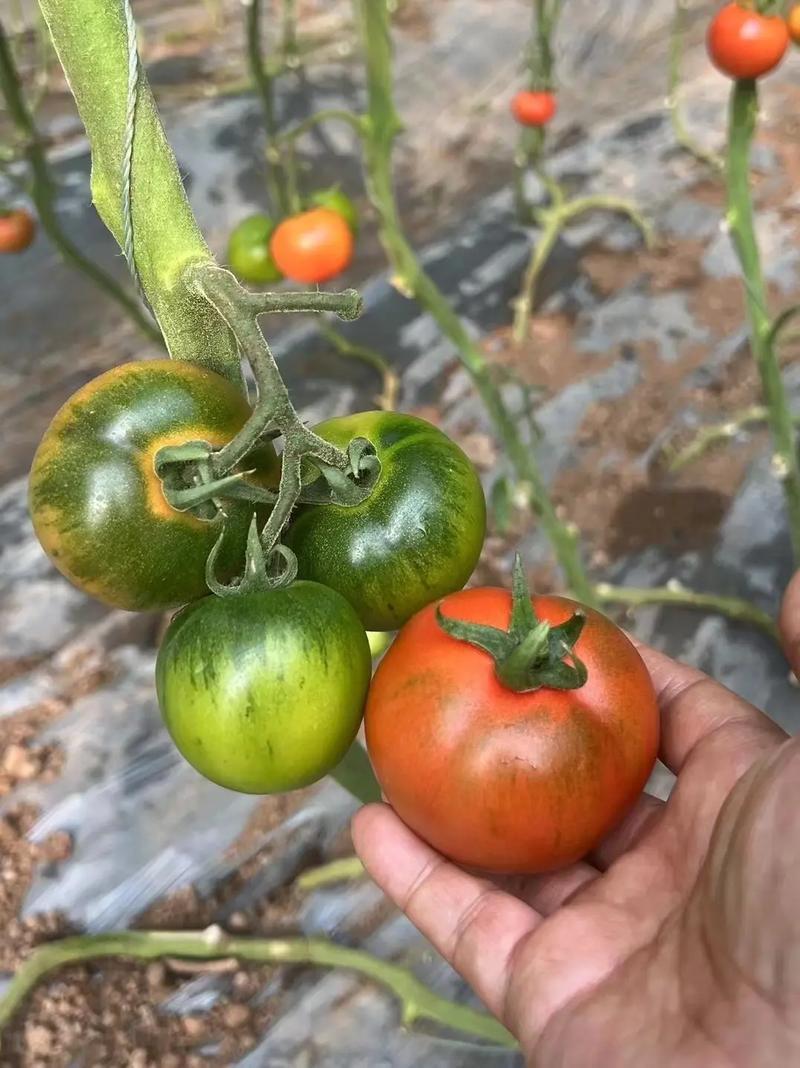 《草莓柿子》草莓西红柿铁皮西红柿基地直供全国代发
