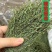 广西独脚金草新鲜消积汤煲汤小儿开胃汤包独角金草
