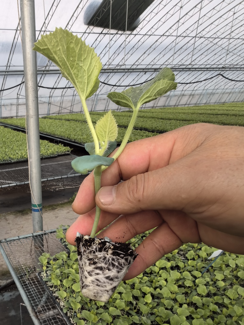 都蜜101甜瓜苗网纹瓜苗山东水果苗子厚皮甜瓜苗包邮