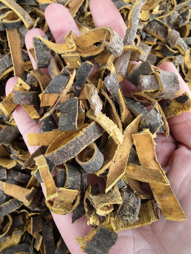 广西黄柏黄柏丝