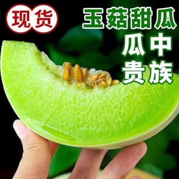 海南玉菇甜瓜，接电商一件代发，专业5年生鲜供应链
