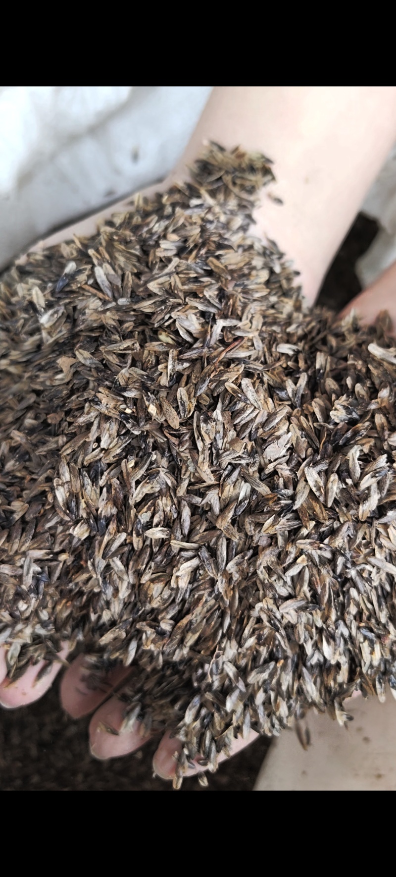 枫香种子