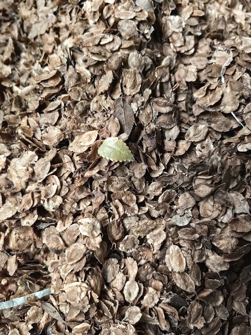 小叶榔榆种子质量有保障
