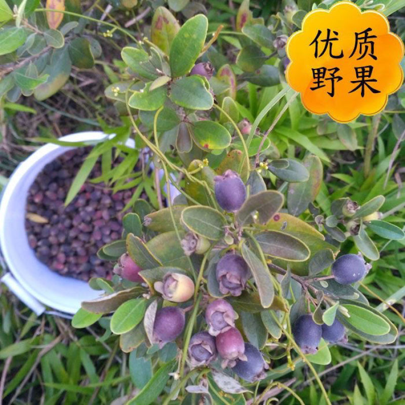 野生山捻子干果岗埝子稔念山念子桃金娘泡酒一件代发
