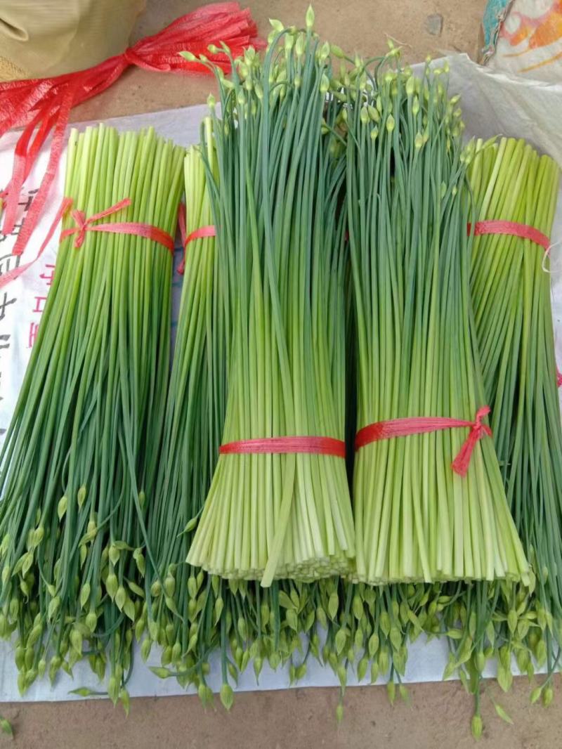 韭苔，种植基地，代办一手货源，对接各大市场，可打冷发车