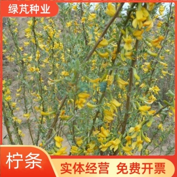 柠条籽拧条锦鸡儿荒漠防风固土沙林水土干旱护坡小灌木白柠条