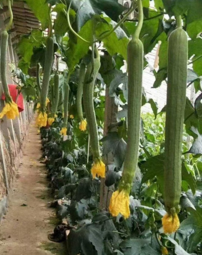 富美强雌丝瓜苗瓜条顺直根系发达存活率高欢迎订购