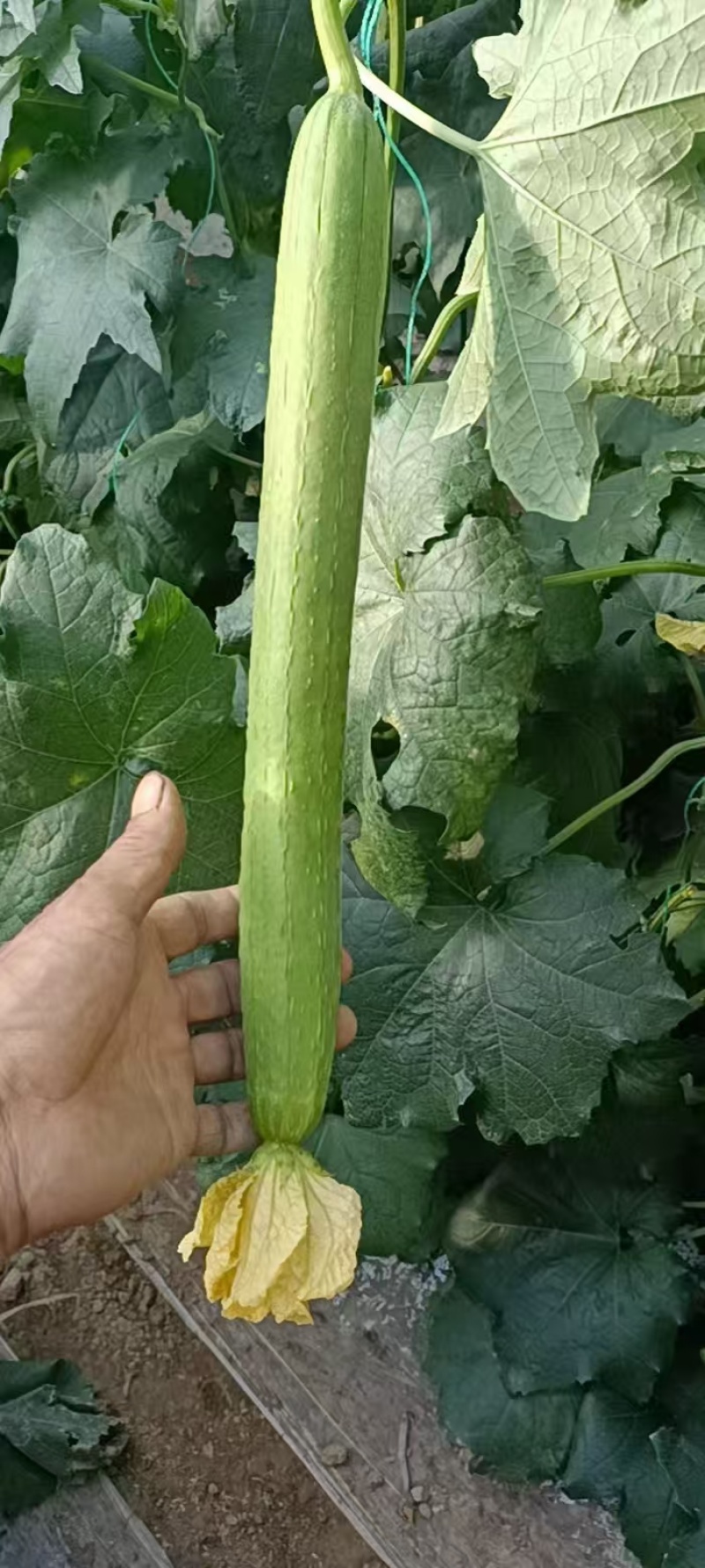 富美强雌丝瓜苗瓜条顺直根系发达存活率高欢迎订购