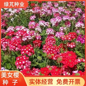 美女樱种子四季易种易活庭院盆栽园林景观工程绿化花卉提供种