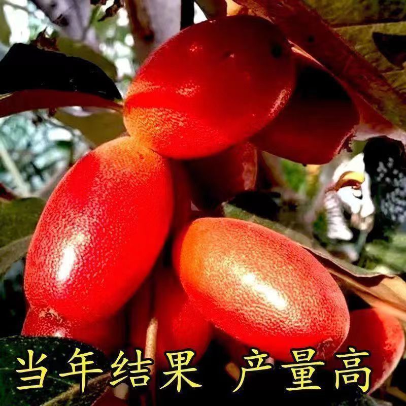 【48小时发货】正品特大纯甜德甜二号羊奶果大果一件代发