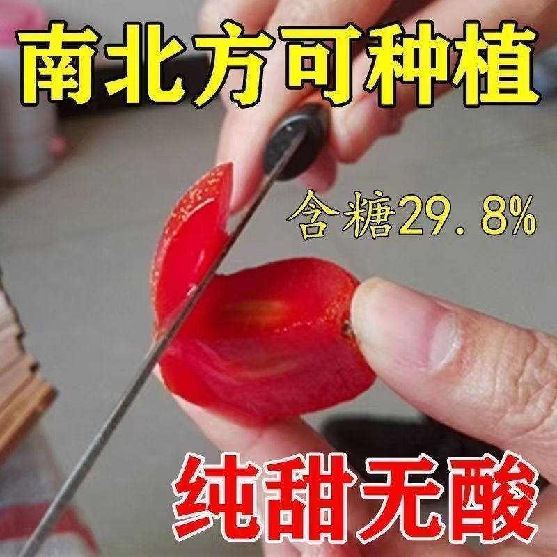 【48小时发货】正品特大纯甜德甜二号羊奶果大果一件代发