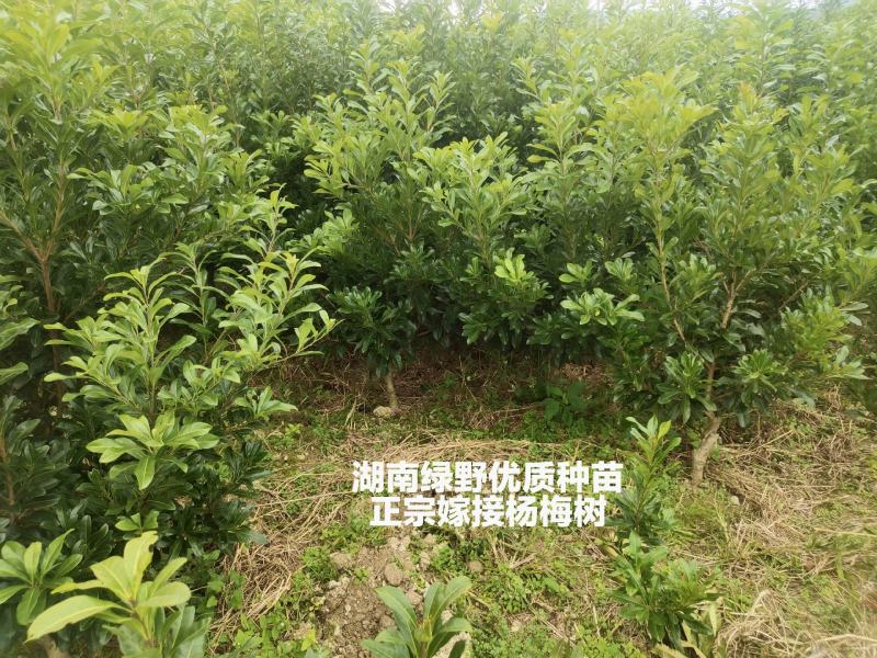 杨梅苗乌梅台梅东魁荸荠杨梅2年苗3年苗
