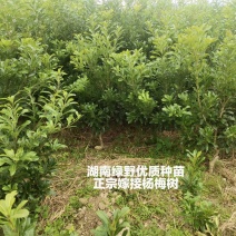 杨梅苗乌梅台梅东魁荸荠杨梅2年苗3年苗