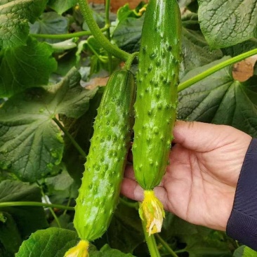 旱黄瓜苗黄瓜苗大刺溜103苗厂直发品质保证全国发货