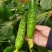 旱黄瓜苗黄瓜苗大刺溜103苗厂直发品质保证全国发货