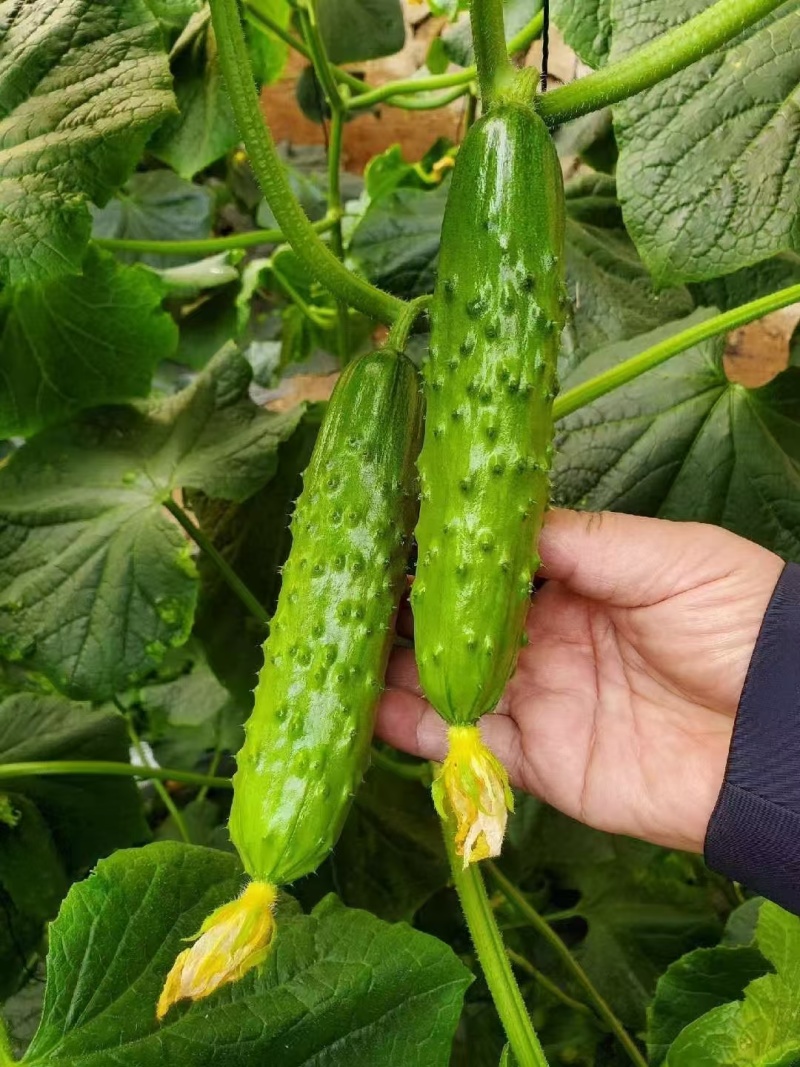 旱黄瓜苗黄瓜苗大刺溜103苗厂直发品质保证全国发货