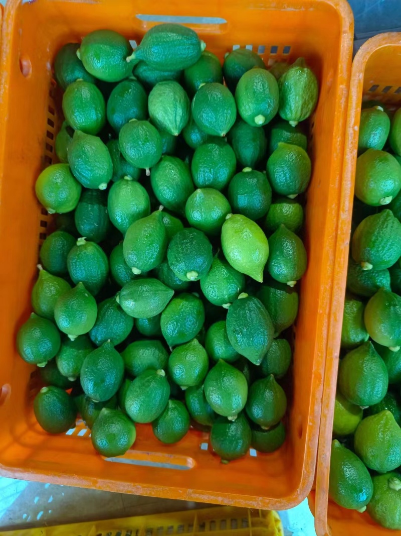 香水柠檬