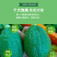香水柠檬