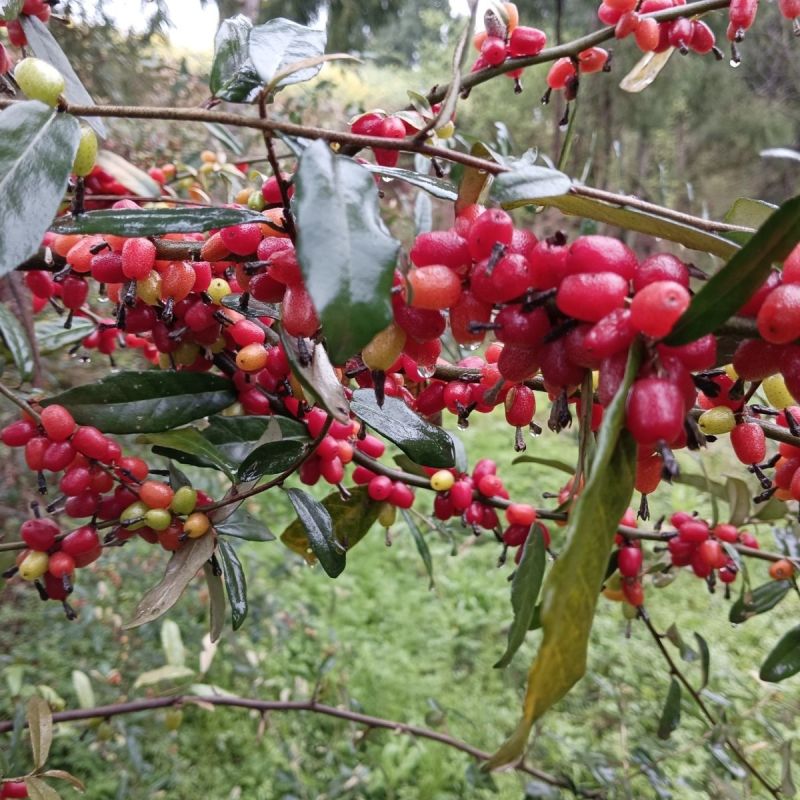 正品羊奶果特大果纯甜德甜二号矮化果一件代发