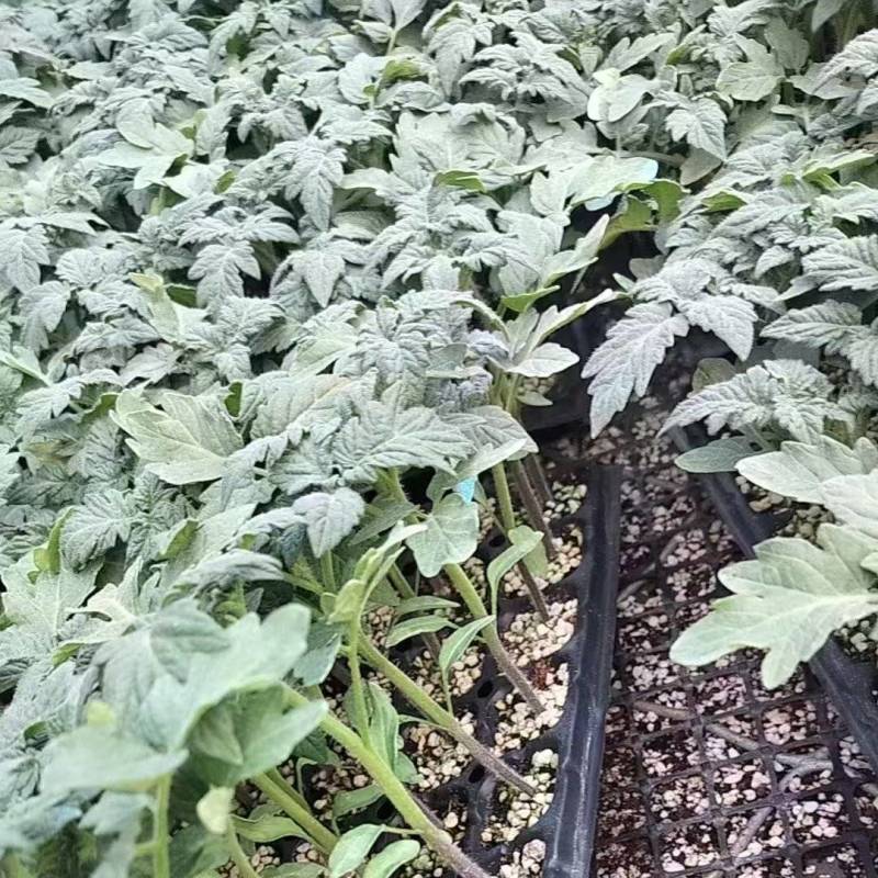 西红柿种苗红利莱大红西红柿番茄种苗保质保量欢迎订购