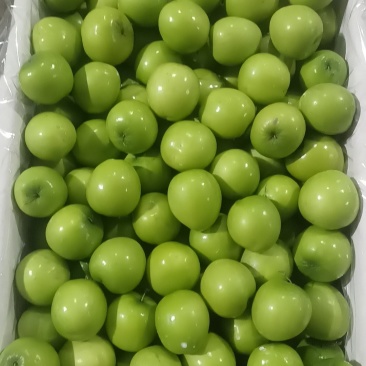 广东湛江青枣市场货电商货质量可靠大量供应