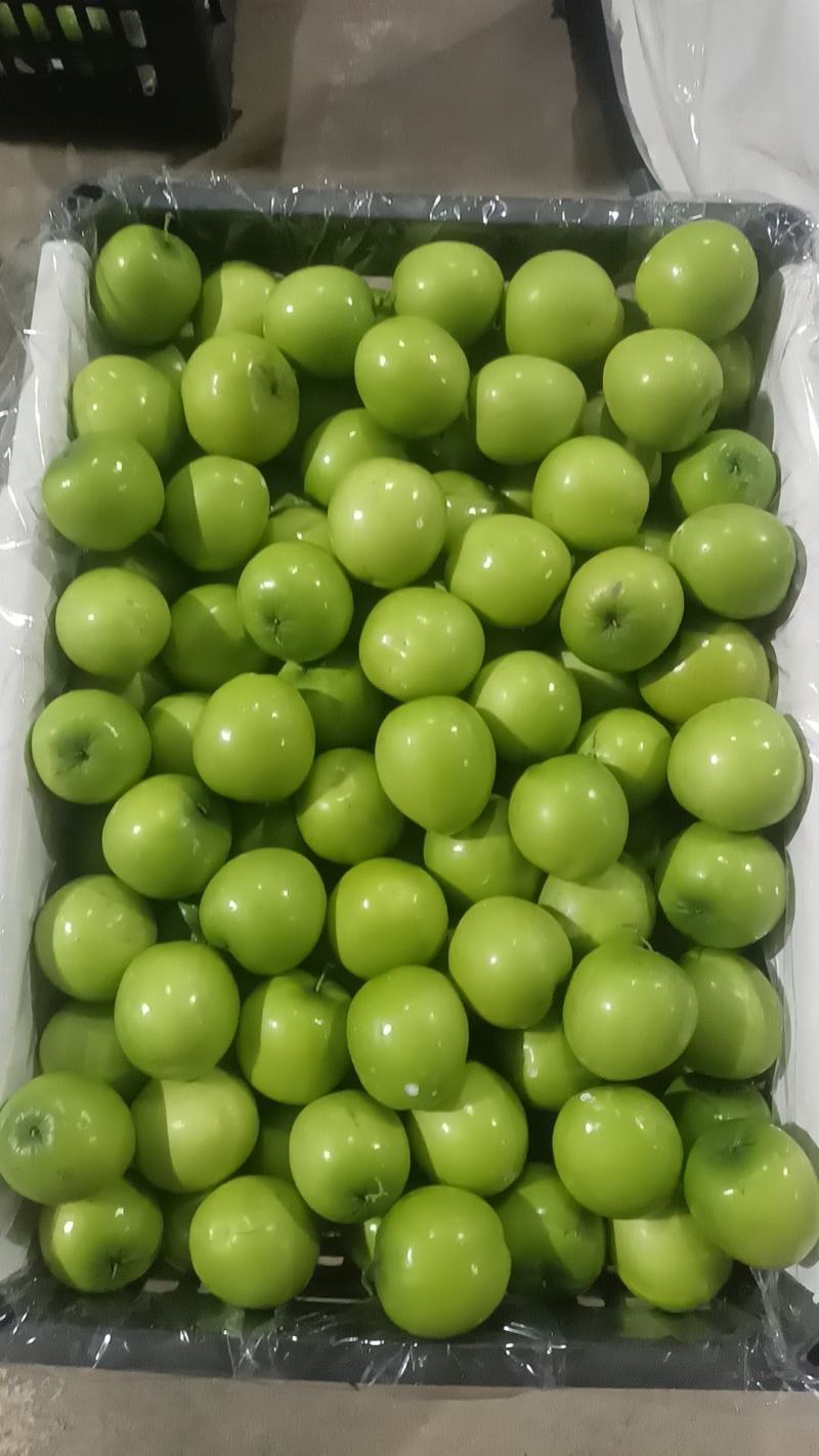 广东湛江青枣市场货电商货质量可靠大量供应