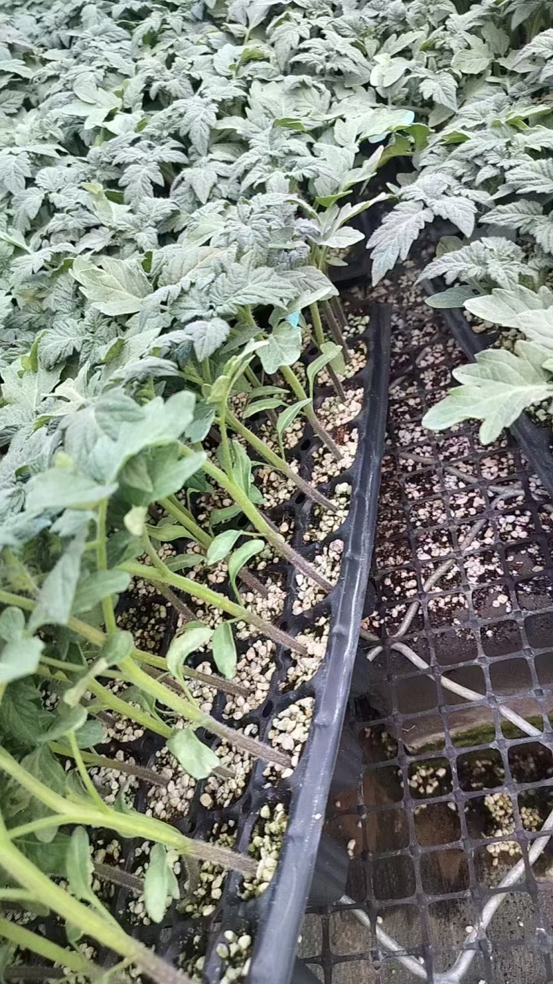西红柿种苗红利莱大红西红柿番茄种苗保质保量欢迎订购