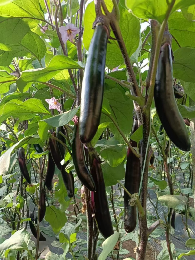 山东茄子苗茄子墨丽优质长茄抗病强价格优惠货源充足