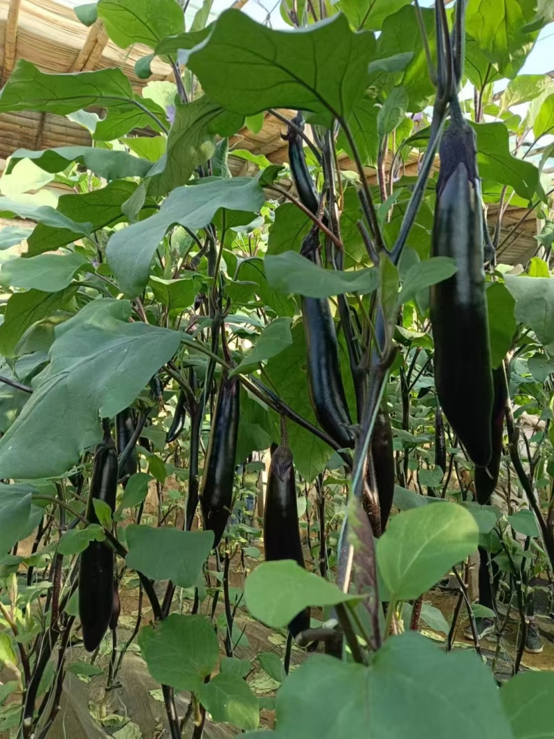 山东茄子苗茄子墨丽优质长茄抗病强价格优惠货源充足