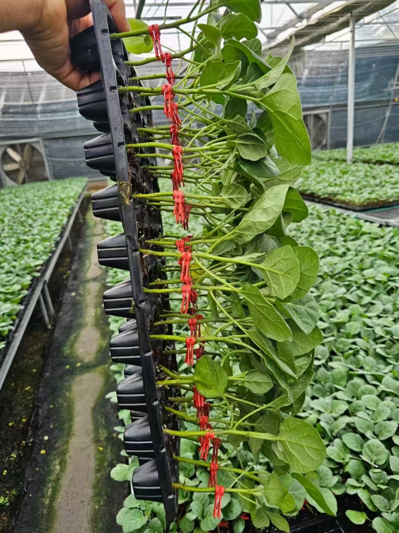 山东茄子苗茄子墨丽优质长茄抗病强价格优惠货源充足